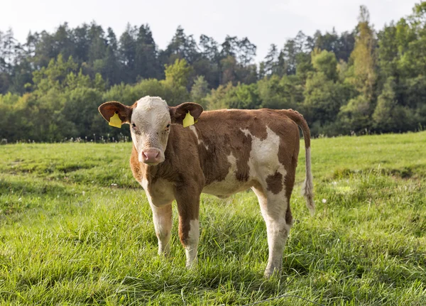 Bellissimo vitellino nel prato delle Alpi — Foto Stock