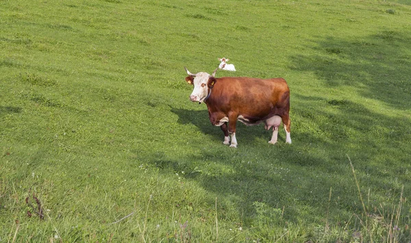 Schöne Kuh und Kalb auf der Alm — Stockfoto