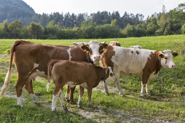 Schöne Rinderherde mit Kalb auf der Almwiese — Stockfoto