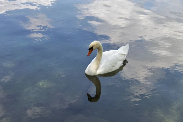 White swan floating on Lake Bled — Stock Photo, Image