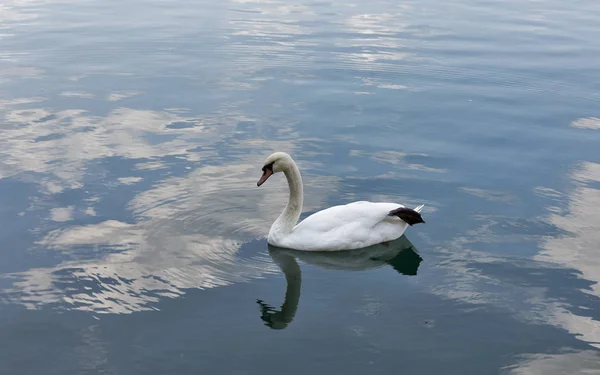 White swan floating on Lake Bled — Stock Photo, Image