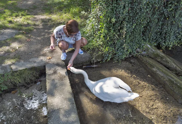 Tanned caucasian woman feed wild white swan in Bled, Slovenia — Stock Photo, Image