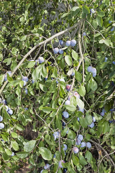 Ciruelas frescas en una rama de árbol — Foto de Stock