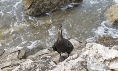 Büyük karabatak kuşu Istria, Hırvatistan