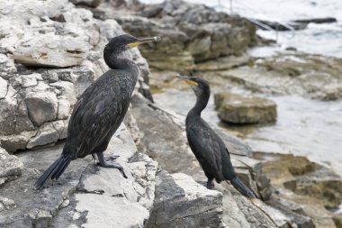 Büyük karabatak kuşların Istria, Hırvatistan