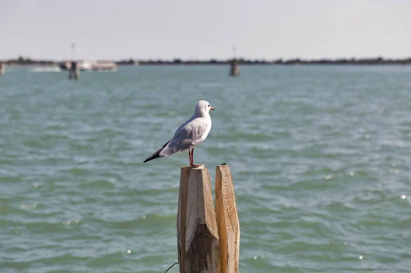Måsen på trä lugg för navigering i Venedig canal. — Stockfoto