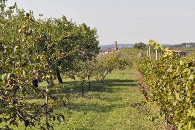 Bağ ve meyve ağaçları ile kırsal Akdeniz Bahçe