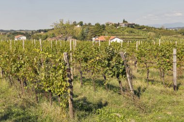 Üzüm kırsal Akdeniz Bahçe