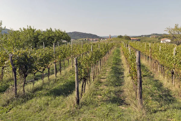 Jardim mediterrâneo rural com vinha e árvores de fruto — Fotografia de Stock