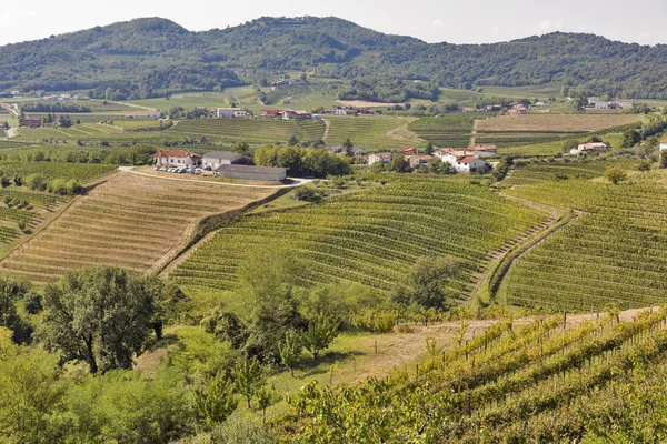Paisagem mediterrânica rural com vinhas — Fotografia de Stock