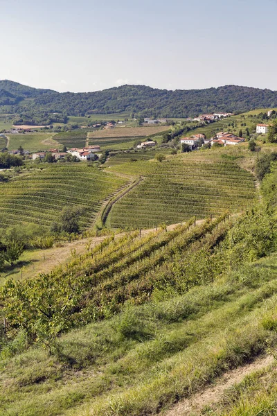 Wiejski krajobraz śródziemnomorski z winnic — Zdjęcie stockowe