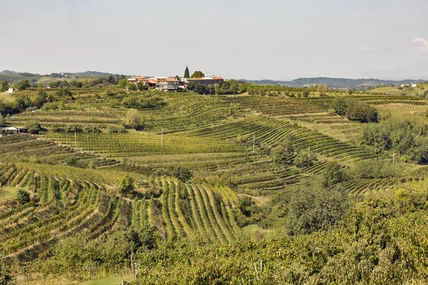 Ländliche mediterrane Landschaft mit Weinbergen — Stockfoto