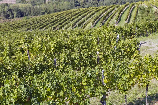 Wijngaard rijen in Slovenië — Stockfoto