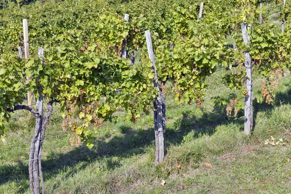 スロベニアのクローズ アップのブドウ園行 — ストック写真