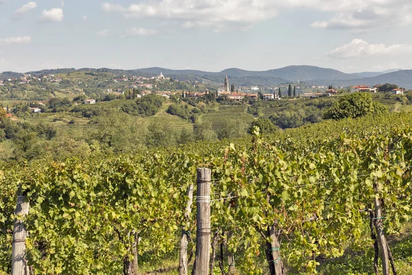 Paisaje mediterráneo rural con viñedos y pueblo de Medana, Eslovenia —  Fotos de Stock