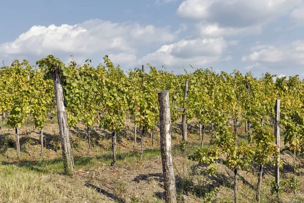 スロベニアのクローズ アップのブドウ園行 — ストック写真