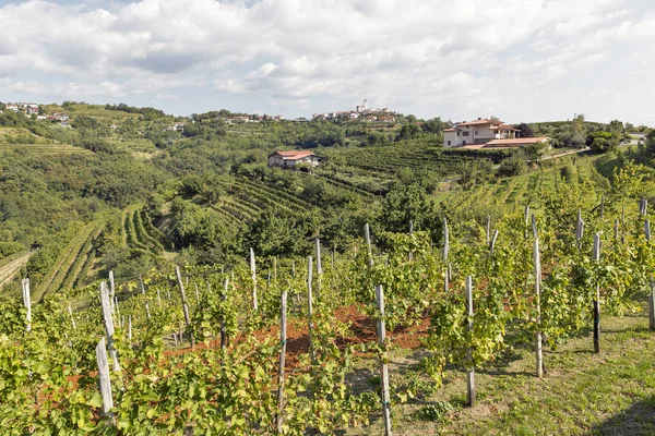 Pintoresco paisaje mediterráneo rural con viñedos —  Fotos de Stock
