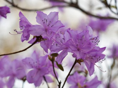 Bahar Botanik Bahçesi closeup pembe ormangülü çiçek açan