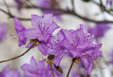 Bahar Botanik Bahçesi closeup pembe ormangülü çiçek açan