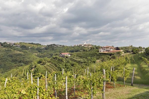 Paisaje mediterráneo rural con viñedos y pueblo Smartno, Eslovenia —  Fotos de Stock