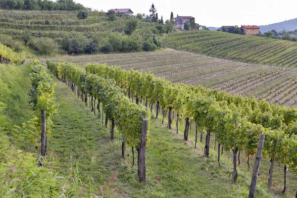 Виноградник рядки в Словенії. Регіон Brda. — стокове фото