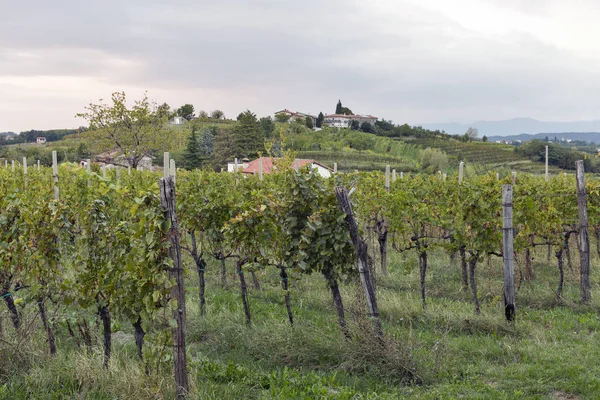 Paisagem mediterrânica rural com vinhas e aldeia ao pôr-do-sol, Eslovénia — Fotografia de Stock