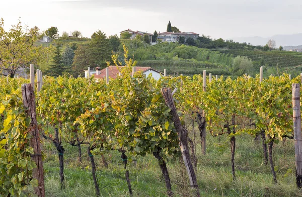 Wiejski krajobraz śródziemnomorski z winnic i wieś o zachodzie słońca, Słowenia — Zdjęcie stockowe