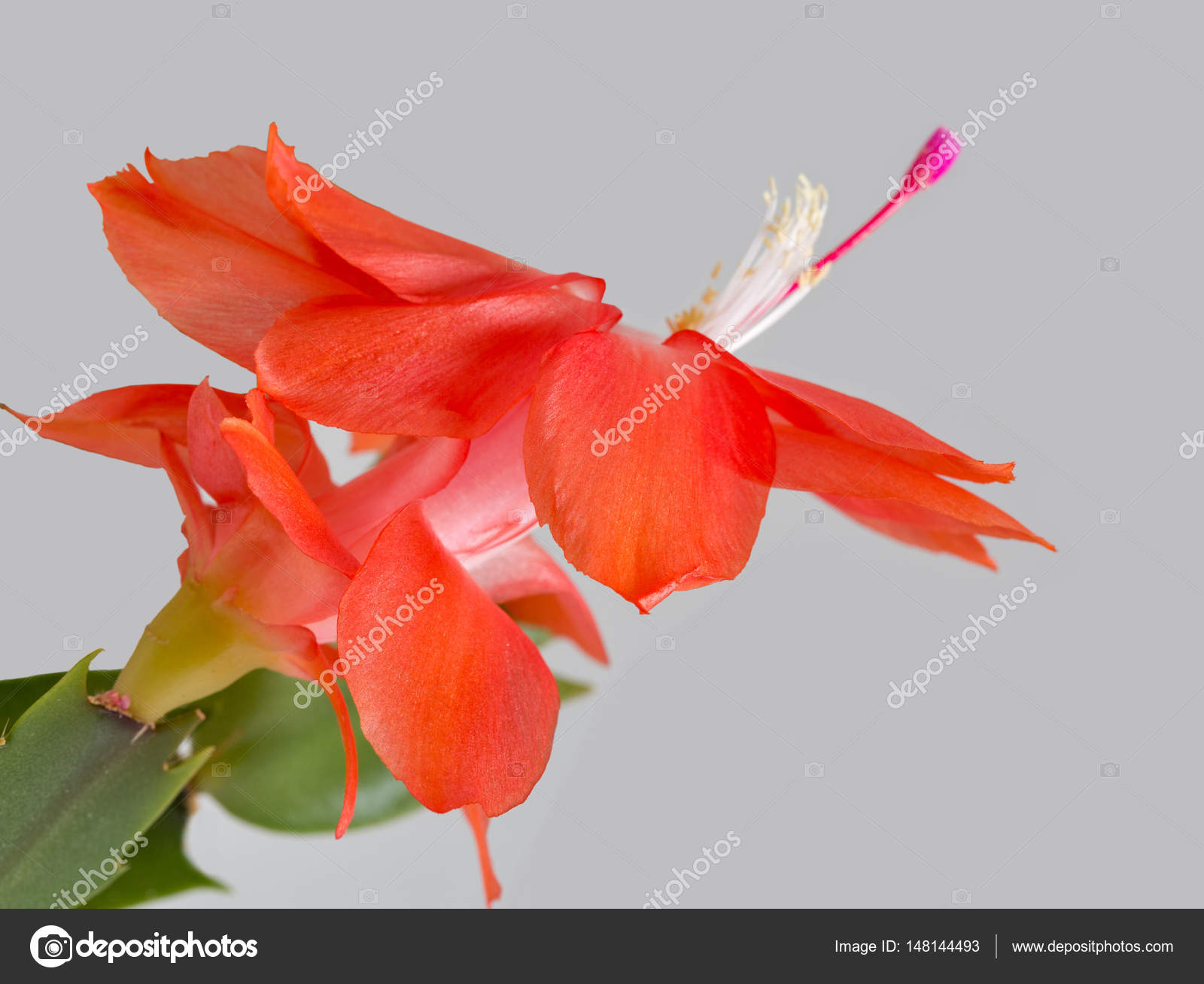 Belle Rose Schlumbergera Truncata Fleur Closeup Gris Fond
