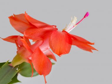 Güzel pembe Schlumbergera truncata çiçek closeup gri beyaz arka plan.