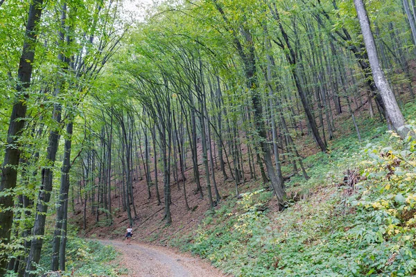 カルパティア山脈の森林でのハイキング — ストック写真