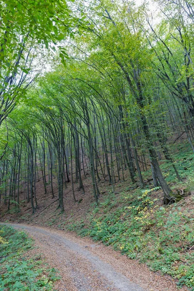 Karpaterna skog landskap med böjda träd — Stockfoto