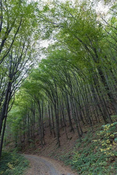 Drogi leśne Karpat — Zdjęcie stockowe