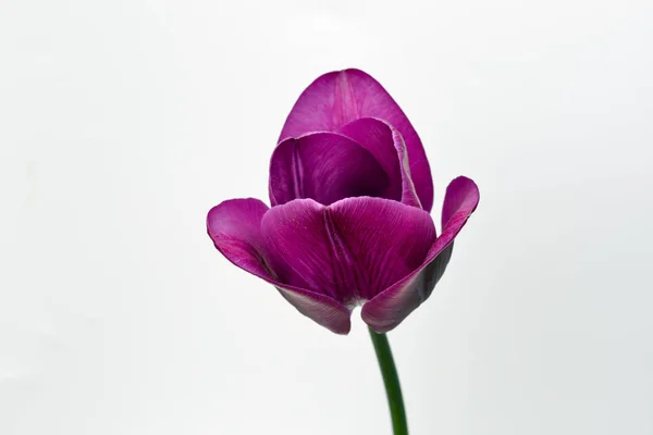 Belle tulipe violette gros plan contre blanc — Photo