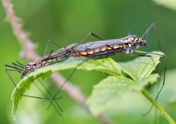 Copulatie van kevers closeup — Stockfoto