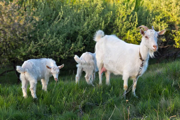 Family of domestic goats in a pasture spring orchard