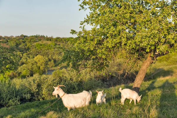 Famiglia di capre domestiche in un frutteto di primavera di pascolo — Foto Stock