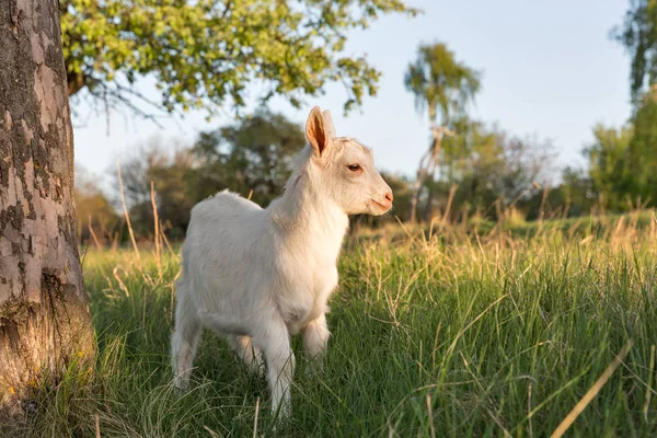 Häusliche Ziegenbaby in einer Weide Frühling Obstgarten Nahaufnahme — Stockfoto