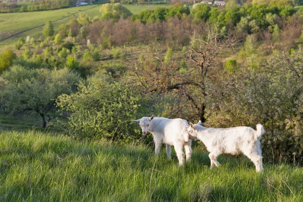 Cabras de bebê domésticas em um pasto primavera pomar closeup — Fotografia de Stock