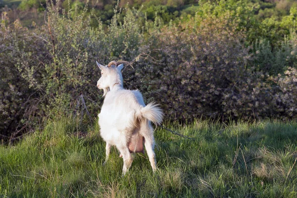 Inhemsk get med en full juvret i betesmark våren orchard — Stockfoto