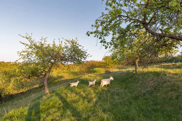 Family of domestic goats in a pasture spring orchard