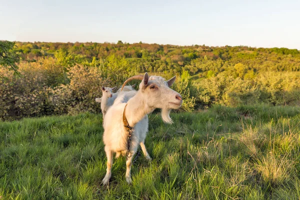 Семья домашних коз на пастбище весенний сад — стоковое фото