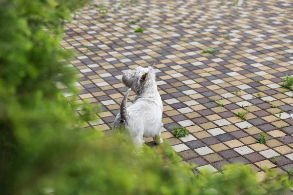 Westie dog on the paving tile. — Stock Photo, Image