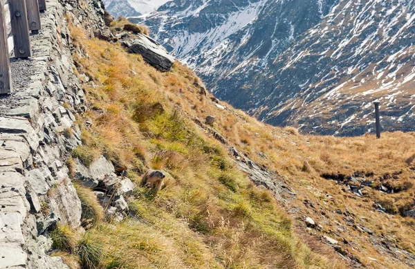 Marmota alpina en pendiente de montaña de otoño — Foto de Stock