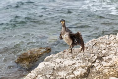 Büyük karabatak kuşu Istria, Hırvatistan