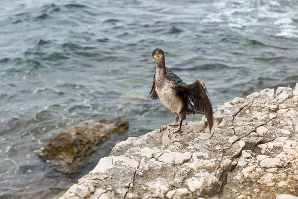 Büyük karabatak kuşu Istria, Hırvatistan