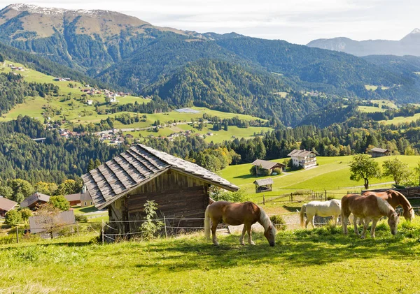 Alpské Venkovská krajina s pasoucí se koně v Rakousku. — Stock fotografie