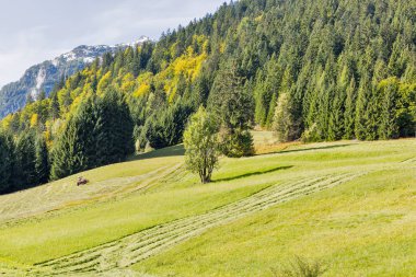 Alp bir çim çim biçme traktörü