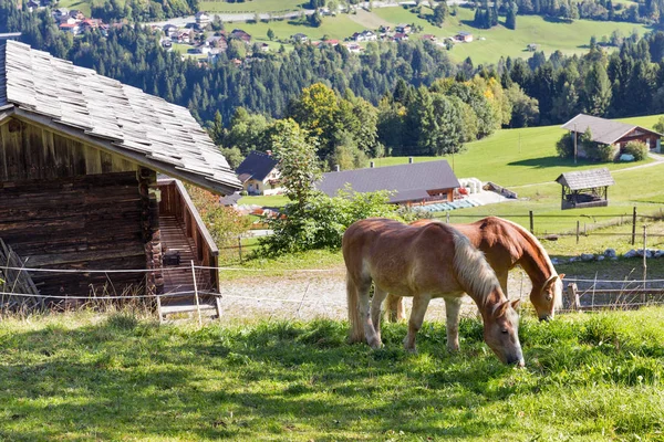 Alpské Venkovská krajina s pasoucí se koně v Rakousku. — Stock fotografie