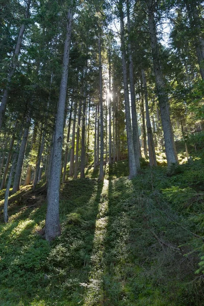 Alpine Wälder in Westkärnten, Österreich. — Stockfoto