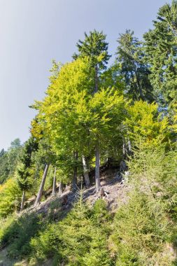 Alp ormanda Western Carinthia, Avusturya.